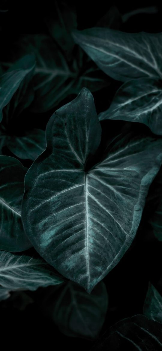 网址查询 App 偏好设置页手机截图，七个开关纵向排列，第一项为移动网络下是否自动探测可达性，默认处于关闭状态，开关为灰色